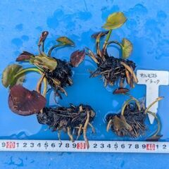 【受付終了】睡蓮「オルモスト・ブラック」裸株 1株300円 🌿(...