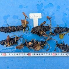 【受付終了】睡蓮「姫睡蓮 ピンク」裸株 1株300円 🌿(4/6まで)