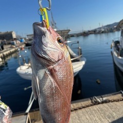 タイラバ行きませんか！🎣