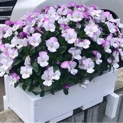 ブロック塀用(コンクリート塀など)上置きプランターラックの画像