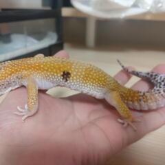譲渡のお話進んでます。