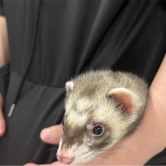 フェレット　七ヶ月　♂ 里親様が決まりました！