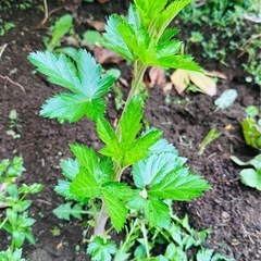 【植物】カジイチゴ 苗木