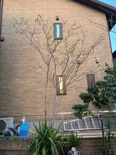 庭木　　ツリバナ株立ち