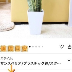 観葉植物　サンスペリアの画像