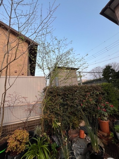 コマユミ　株立ち