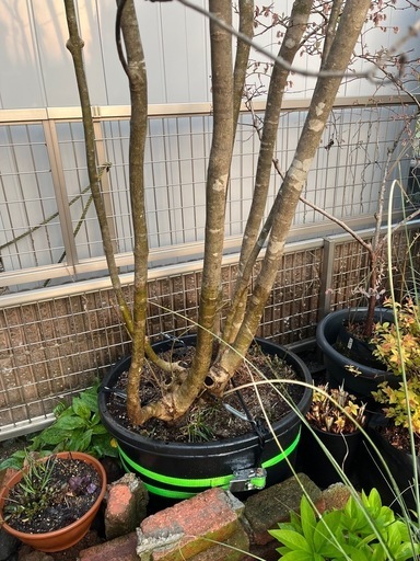 アオダモ　株立ち
