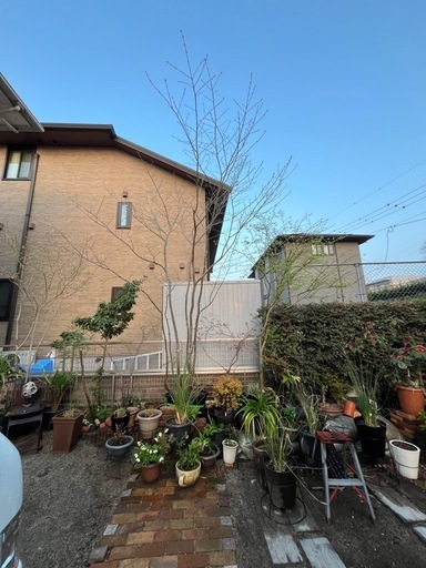 アオダモ　株立ち