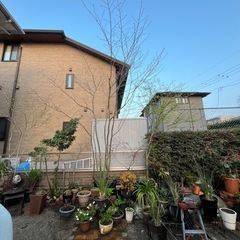 アオダモ　株立ち
