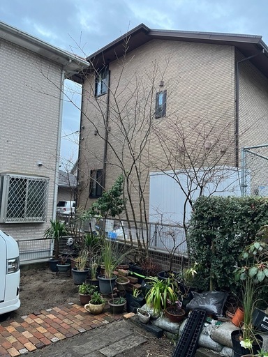 アオダモ　株立ち
