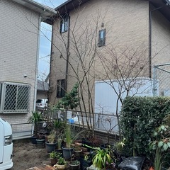 アオダモ　株立ち
の画像