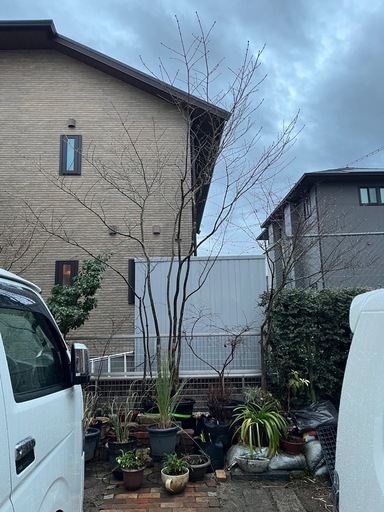 アオダモ　株立ち

