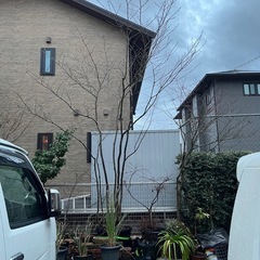 アオダモ　株立ち
の画像