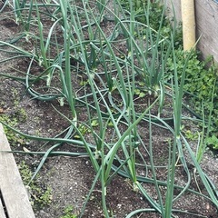 玉ねぎの葉