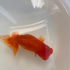 らんちゅう❸13.5センチ  お値下げしました