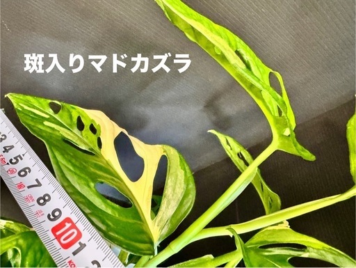 観葉植物　斑入りマドカズラ寄せ植え　希少　