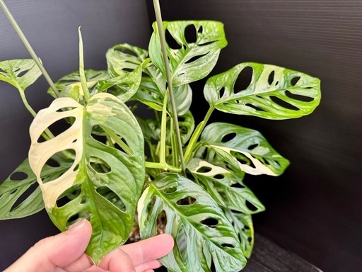 観葉植物　斑入りマドカズラ寄せ植え　希少　