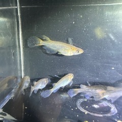メダカ【プレアデス】若魚(ヘテロ)(ブルー/アースアイ因子持ち