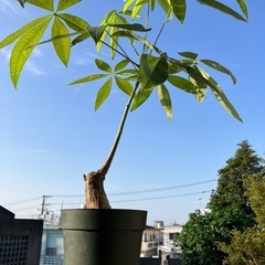植物はパキラです