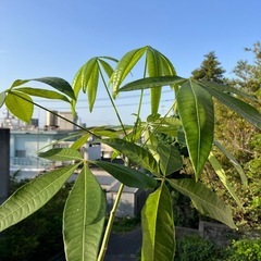 植物はパキラですの画像