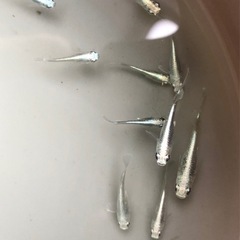 メダカ　エメキンの画像