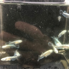 メダカ　エメキンの画像