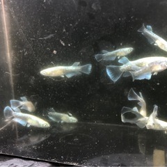 メダカ　エメキンの画像