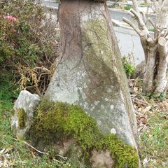 庭木と庭石　引き取りに来られる方のみの画像