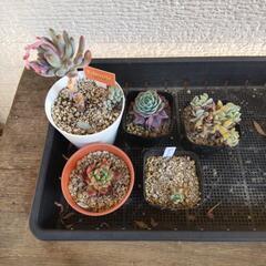 多肉植物抜き苗セットの画像