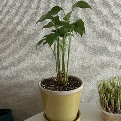 ディフェンバキアアリート　観葉植物　