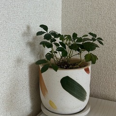 観葉植物　シュガーバイン