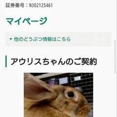 【終了】コンチネンタルジャイアント・純血種・正規ブリーダー・♂・去勢済み・2021年3月3日生まれ・大型種 − 兵庫県