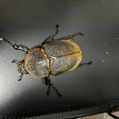 ヘラクレスオオカブト　メス