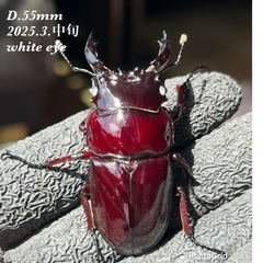 赤レギウスオオツヤクワガタ　白眼血統　雄単品　D