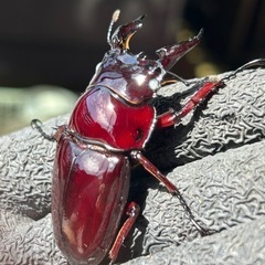 赤レギウスオオツヤクワガタ　白眼血統　雄単品　Dの画像