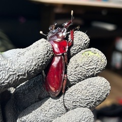 赤レギウスオオツヤクワガタ　白眼血統　雄単品　Dの画像