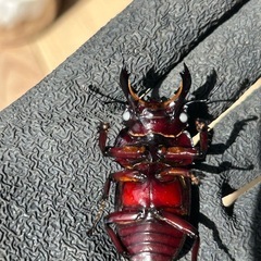 赤レギウスオオツヤクワガタ　白眼血統　雄単品　Dの画像