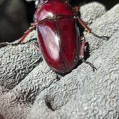赤レギウスオオツヤクワガタ　白眼血統　雄単品　Dの画像