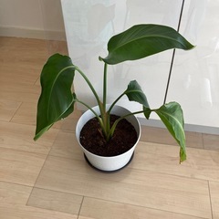 観葉植物