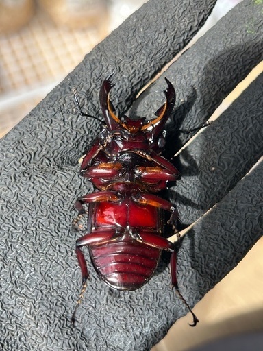 赤レギウスオオツヤクワガタ雄単品C (ぴろ) 東静岡のその他の中古