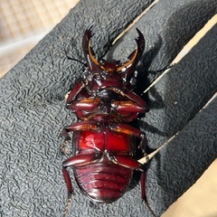 赤レギウスオオツヤクワガタ　雄単品　Ｃの画像