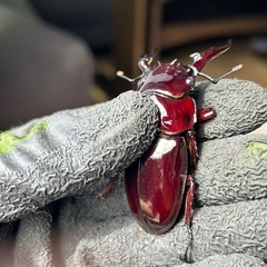 赤レギウスオオツヤクワガタ　雄単品　Ｃの画像