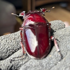 赤レギウスオオツヤクワガタ　雄単品　Ｃの画像