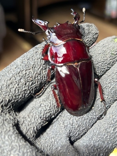 赤レギウスオオツヤクワガタ雄単品C (ぴろ) 東静岡のその他の中古