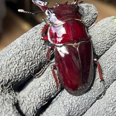 赤レギウスオオツヤクワガタ　雄単品　Ｃの画像