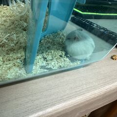 ハムスター