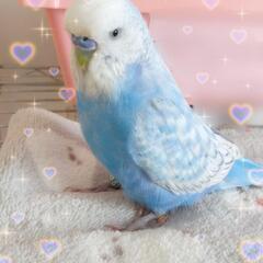 【スプリングセール中】大型セキセイインコ販売中です🎵