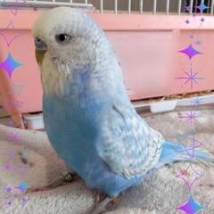 【セール中】大型セキセイインコ販売中です🎵 - ペット