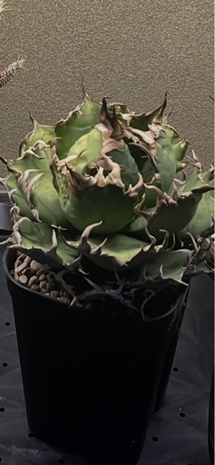 ボール型極上シーザー‼️