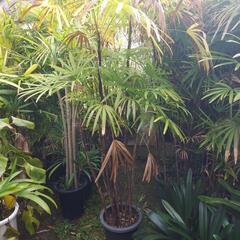 　観音竹　棕櫚竹　観葉植物の画像